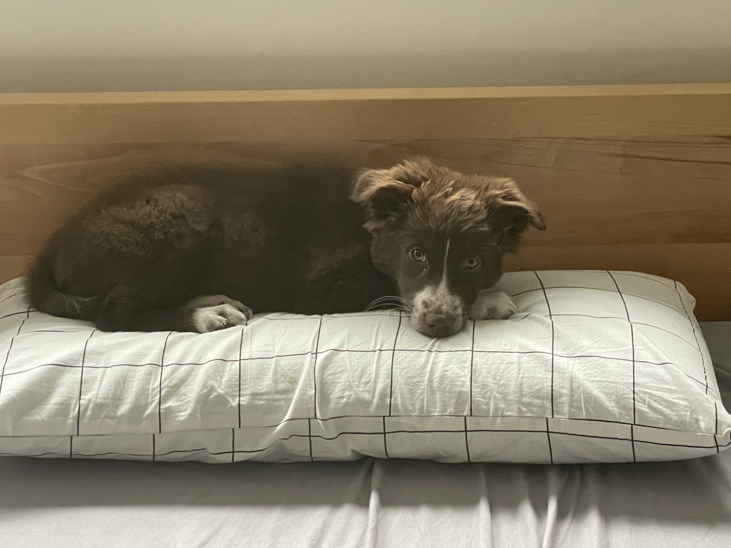 placeholder image-sq